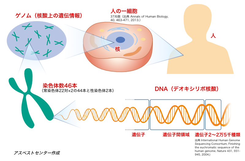 肺がんとゲノム