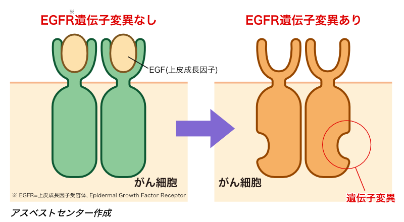 EGFR遺伝子変異