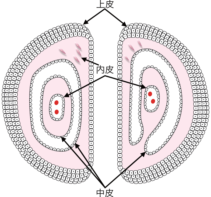 中皮、上皮、内皮の概念図