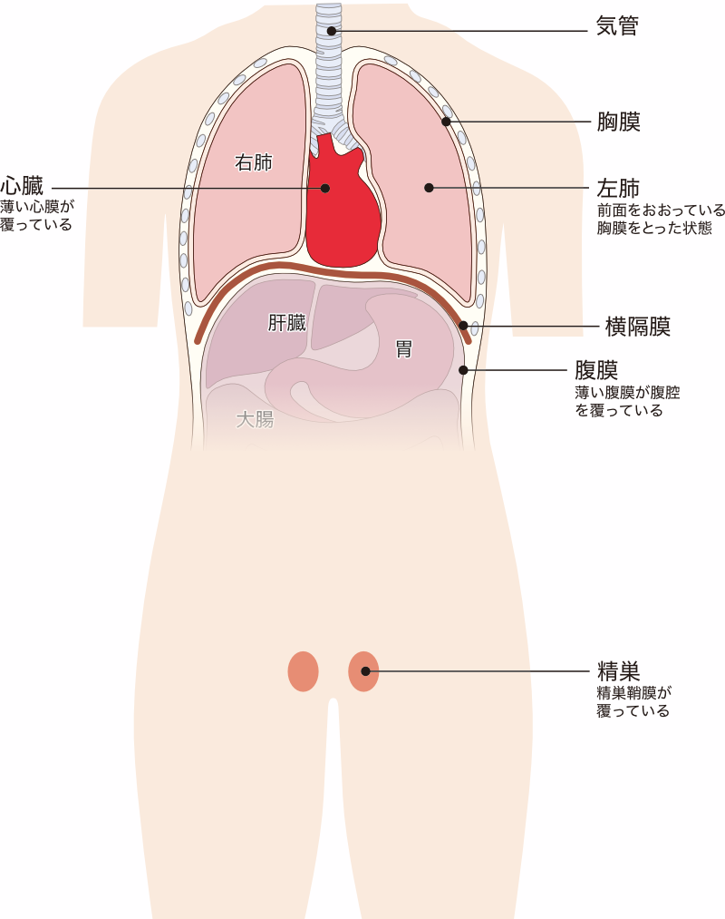 中皮腫とは　中皮について