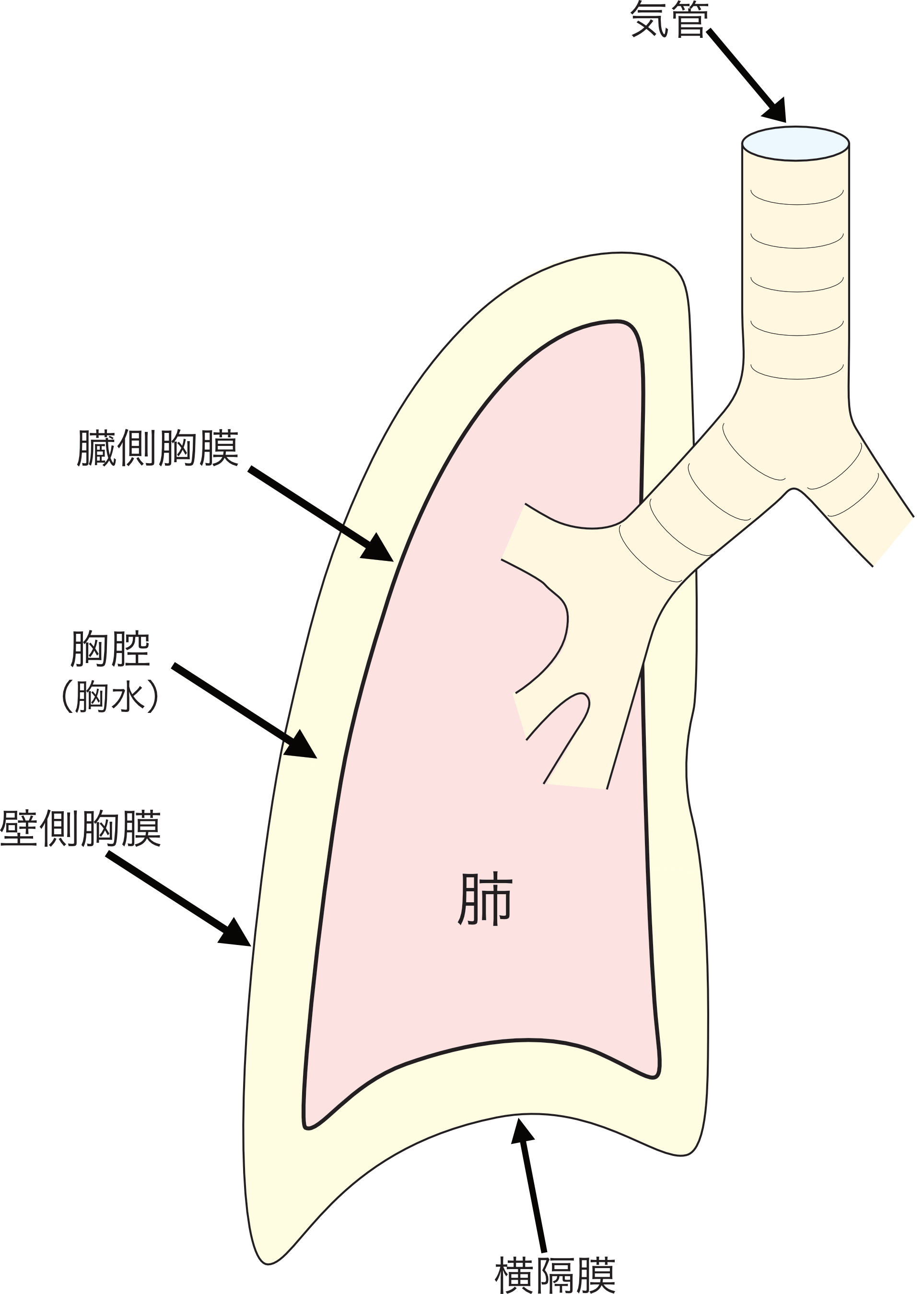 中皮腫とは　胸膜について