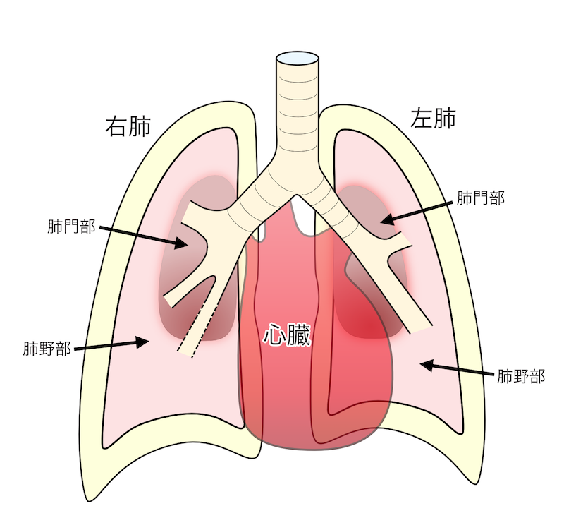 アスベスト 石綿 肺がん 肺について